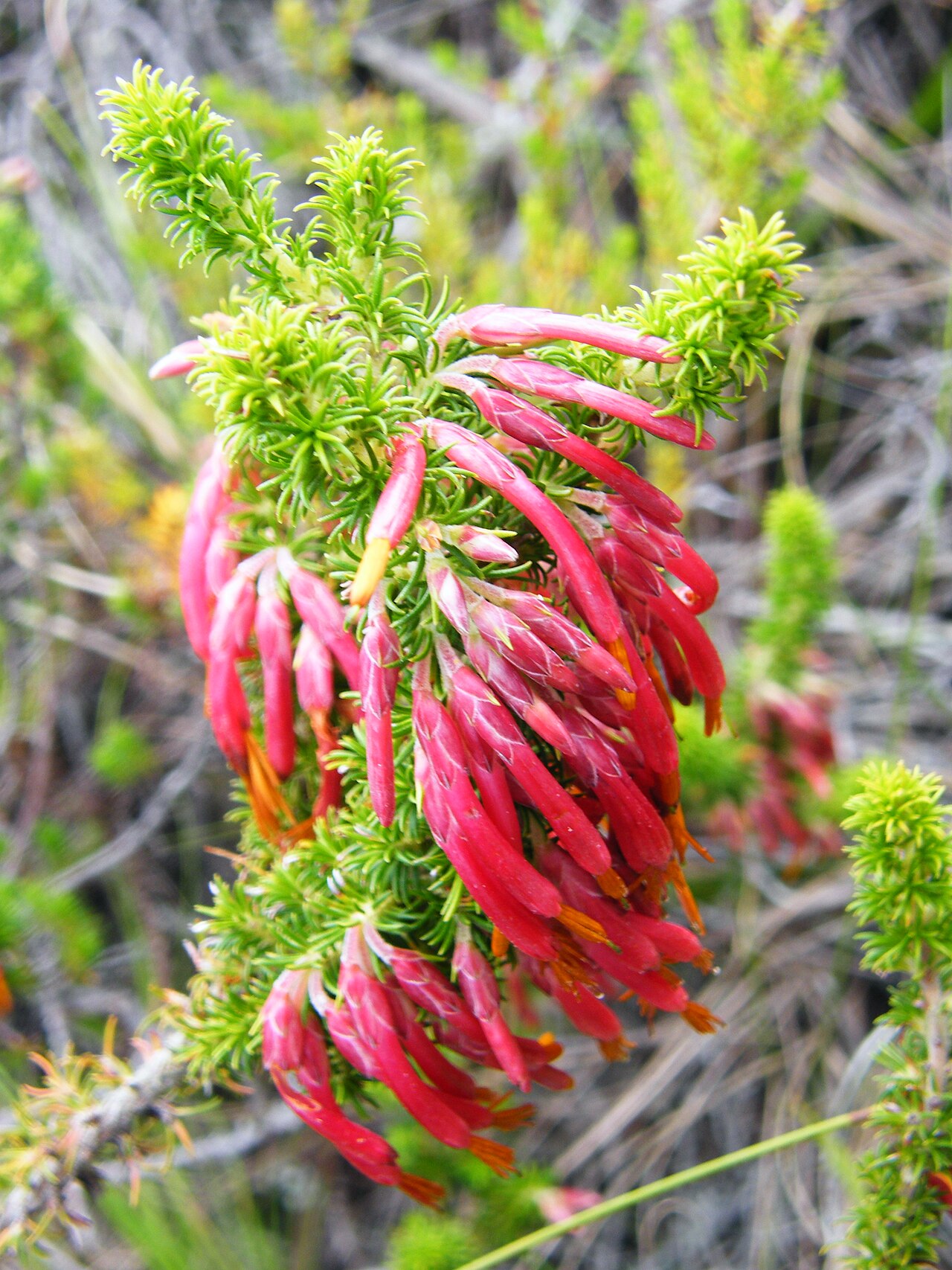 Erica coccinea: Tassel Heath