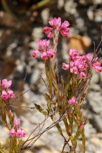 Erica corifolia (Erica corifolia)