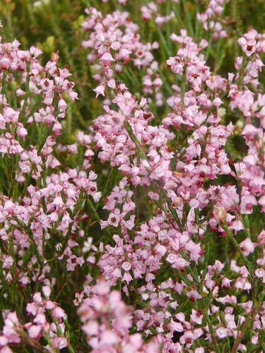 Erica corifolia (Erica corifolia)