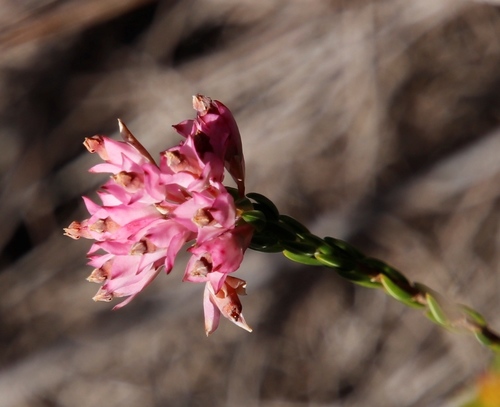 Erica corifolia (Erica corifolia)