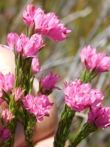 Erica corifolia (Erica corifolia)