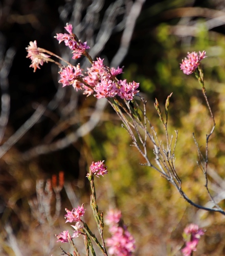 Erica corifolia (Erica corifolia)
