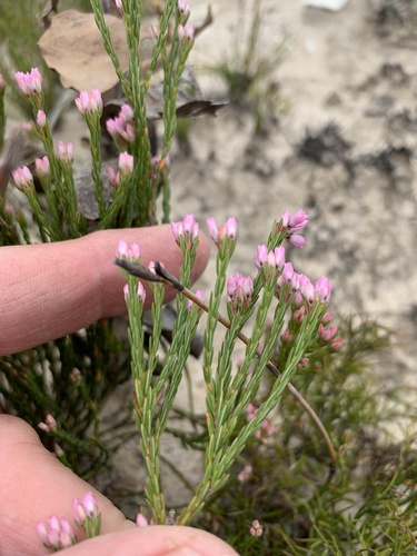 Erica corifolia (Erica corifolia)
