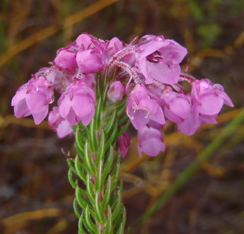 Erica cubica (Erica cubica)
