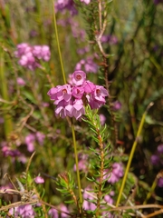 Erica cubica (Erica cubica)