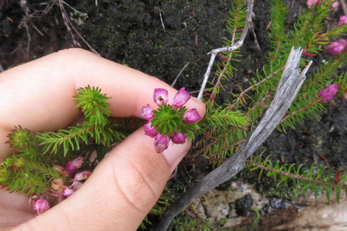 Erica cubica (Erica cubica)
