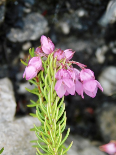 Erica cubica (Erica cubica)