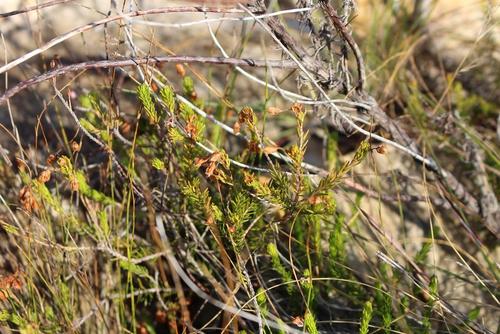 Erica cubica (Erica cubica)