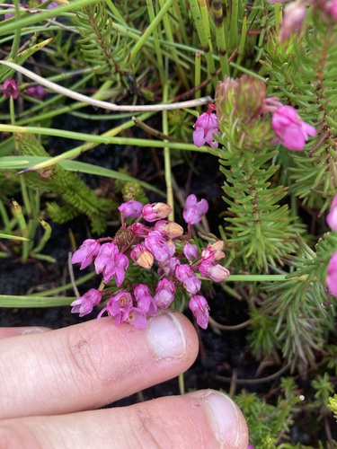 Erica cubica (Erica cubica)