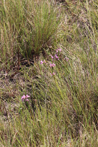 Erica cubica (Erica cubica)