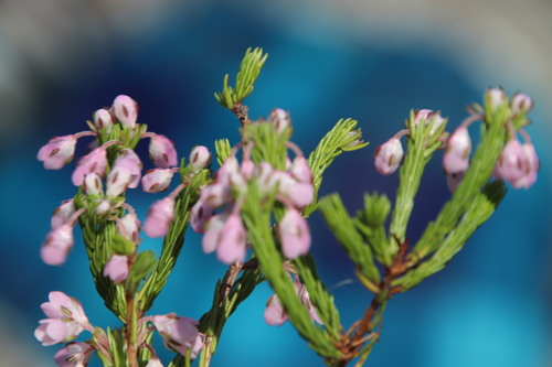 Erica cubica (Erica cubica)