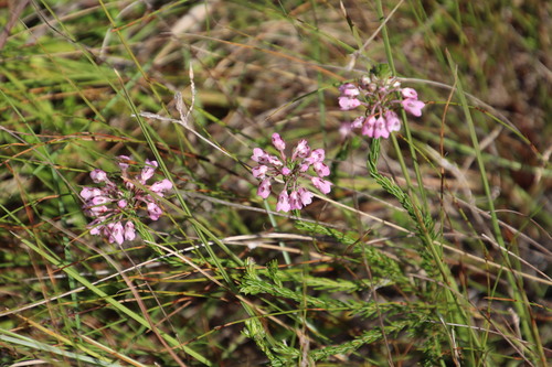 Erica cubica (Erica cubica)