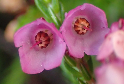 Erica cubica (Erica cubica)