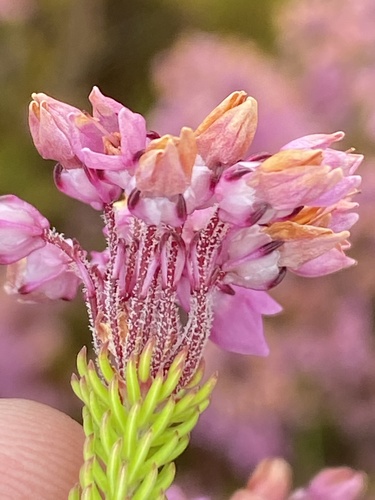 Erica cubica (Erica cubica)