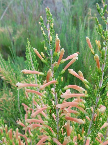 Erica curviflora (Erica curviflora)