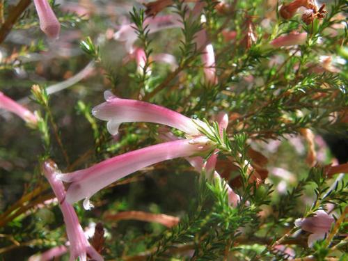 Erica curviflora (Erica curviflora)