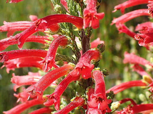 Erica curviflora (Erica curviflora)