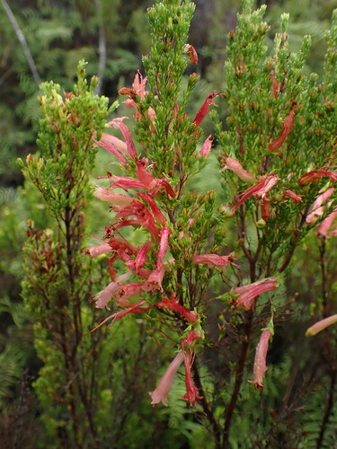 Erica curviflora (Erica curviflora)