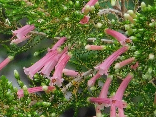 Erica curviflora (Erica curviflora)