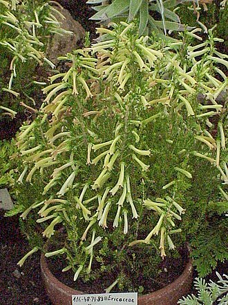 Erica curviflora (Erica curviflora)