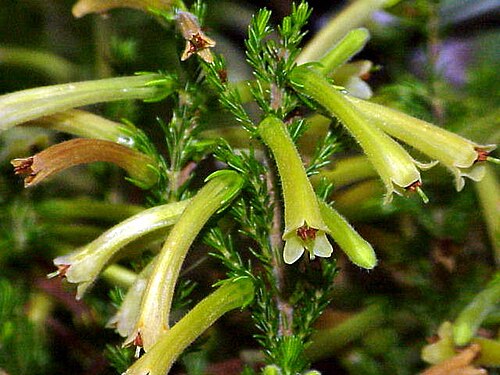 Erica curviflora (Erica curviflora)
