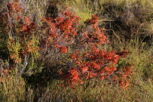 Erica curviflora (Erica curviflora)