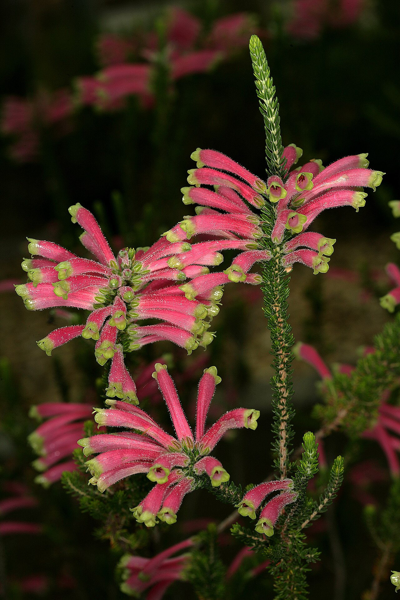 Erica densifolia: Erica densifolia , flowers; Kirstenbosch National Botanical Garden, Cape Town, Western Cape, South Africa