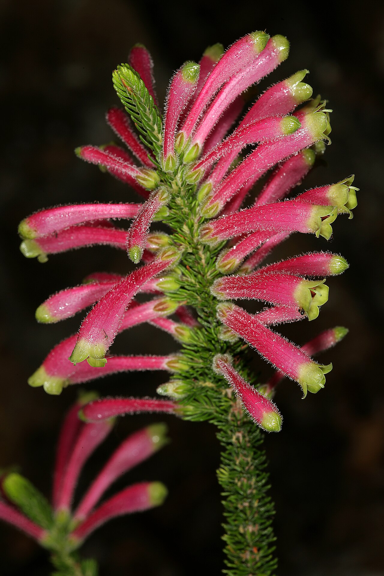 Erica densifolia: Erica densifolia , flowers; Kirstenbosch National Botanical Garden, Cape Town, Western Cape, South Africa