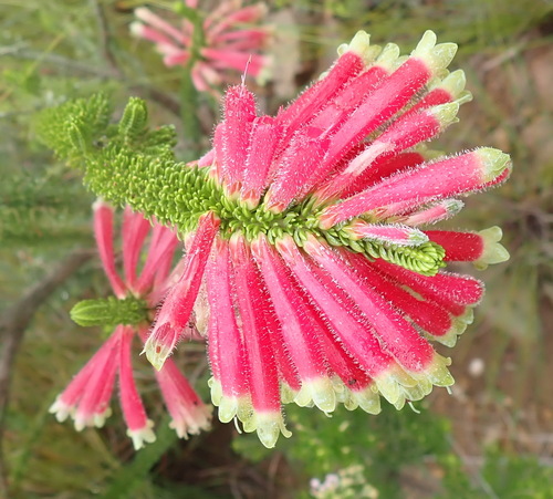 Erica densifolia (Erica densifolia)