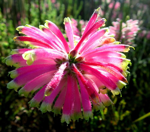 Erica densifolia (Erica densifolia)