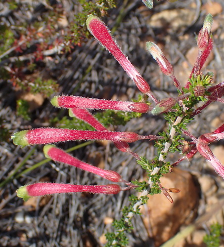 Erica densifolia (Erica densifolia)