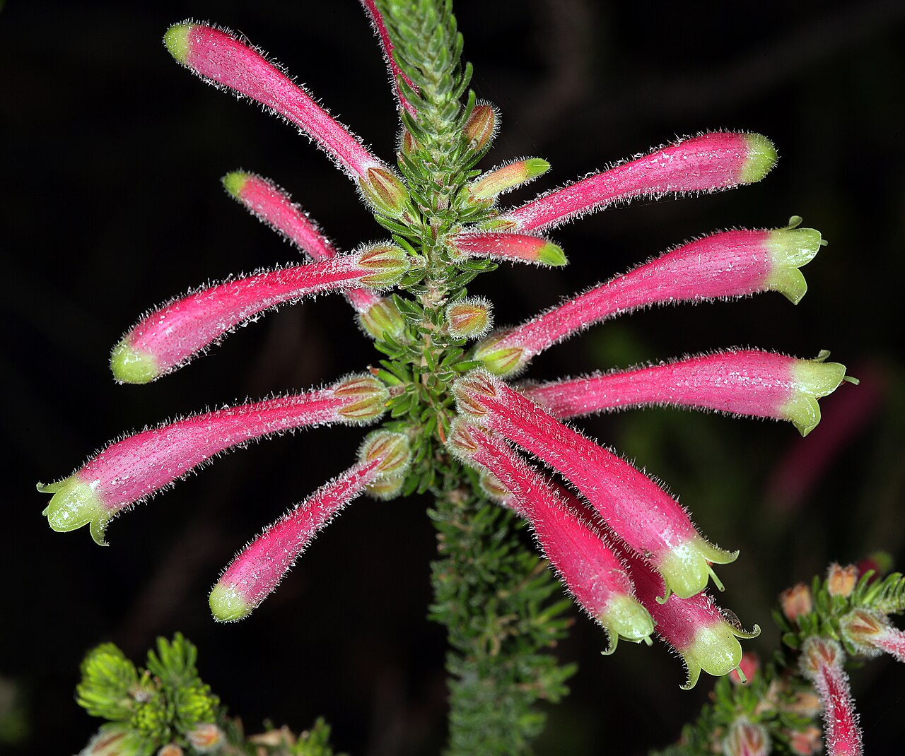Erica densifolia: Erica densifolia , flowers; Kirstenbosch National Botanical Garden, Cape Town, Western Cape, South Africa