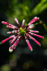 Erica densifolia (Erica densifolia)