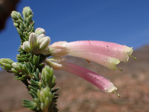 Erica densifolia (Erica densifolia)