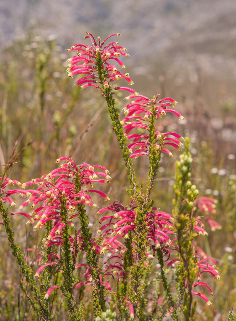 Erica densifolia (Erica densifolia)