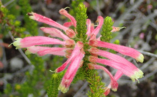 Erica densifolia (Erica densifolia)