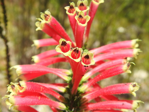 Erica densifolia (Erica densifolia)