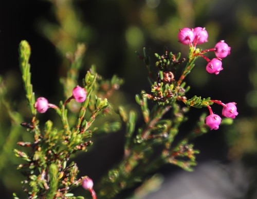 Erica ferrea (Erica ferrea)