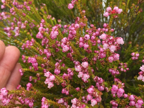 Erica ferrea (Erica ferrea)