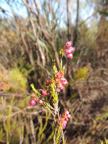 Erica ferrea (Erica ferrea)