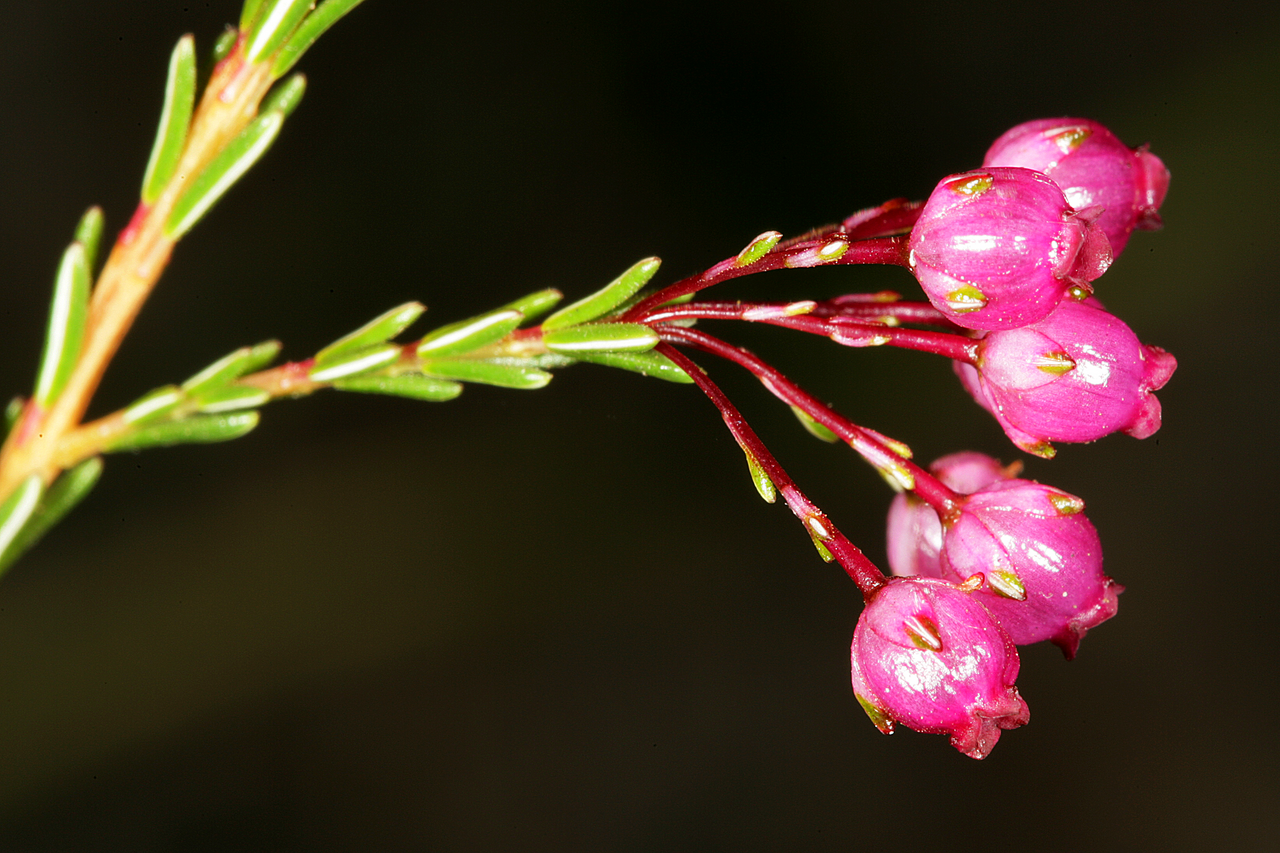 Erica ferrea: Erica ferrea , flowers; Kirstenbosch National Botanical Garden, Cape Town, Western Cape, South Africa