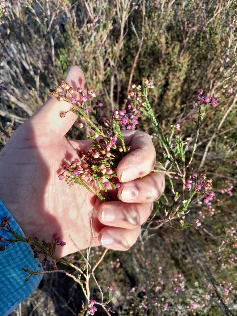 Erica ferrea (Erica ferrea)