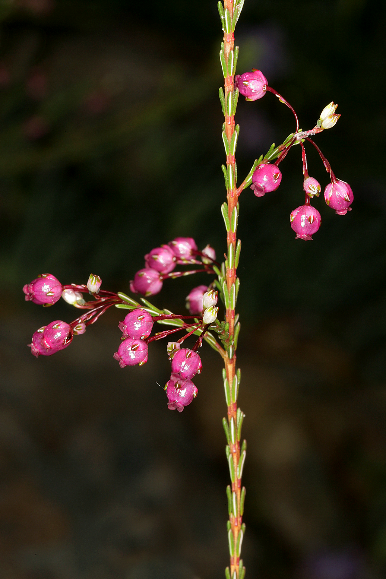 Erica ferrea: Erica ferrea , flowers; Kirstenbosch National Botanical Garden, Cape Town, Western Cape, South Africa