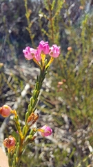 Erica ferrea (Erica ferrea)