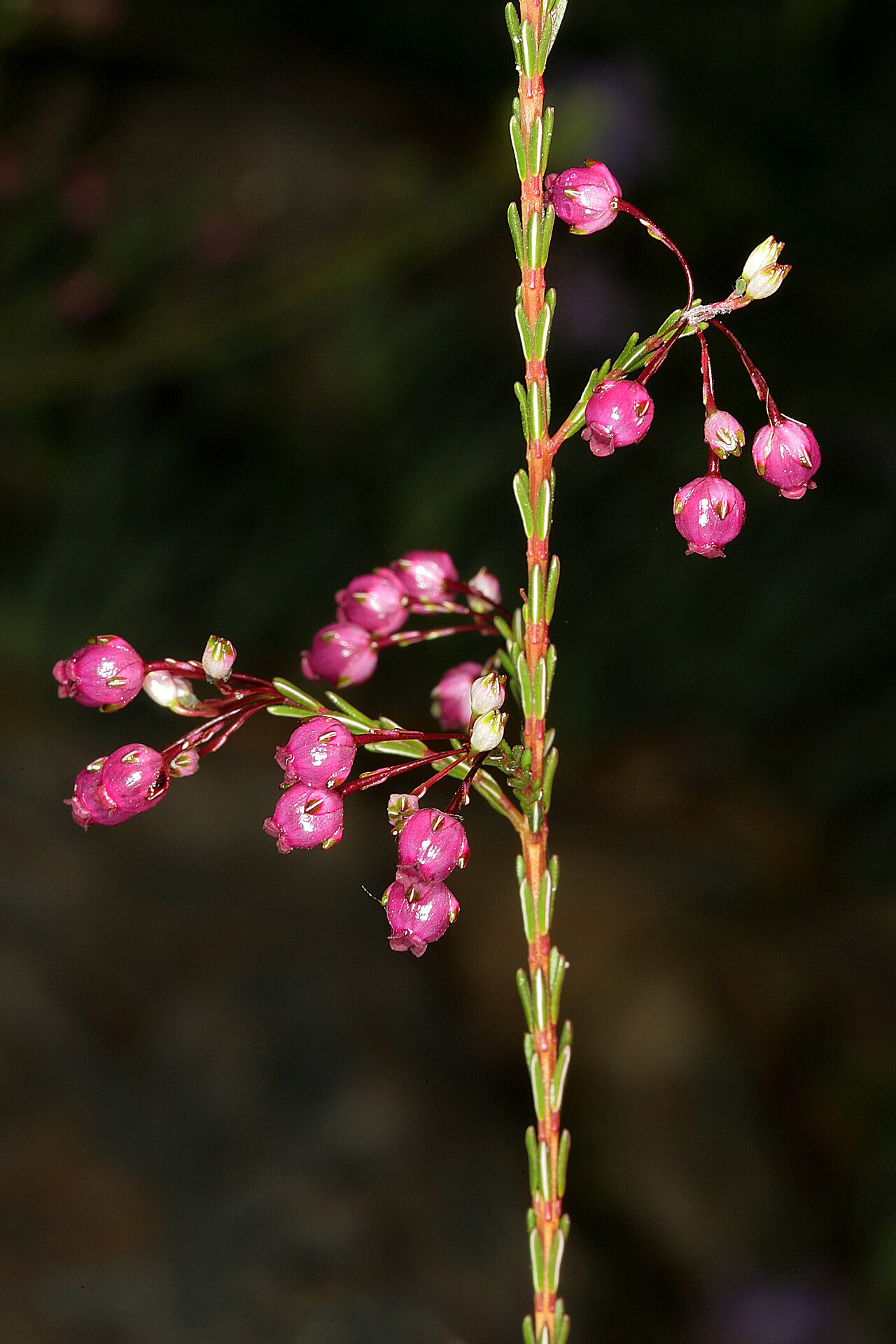 Erica ferrea: Erica ferrea , flowers; Kirstenbosch National Botanical Garden, Cape Town, Western Cape, South Africa