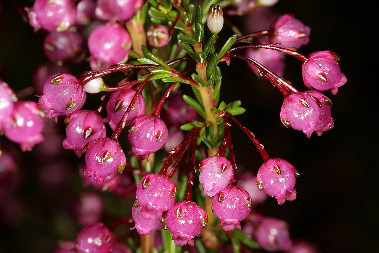 Erica ferrea: Erica ferrea , flowers; Kirstenbosch National Botanical Garden, Cape Town, Western Cape, South Africa