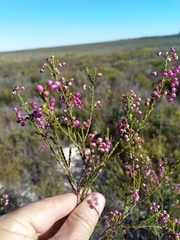 Erica ferrea (Erica ferrea)
