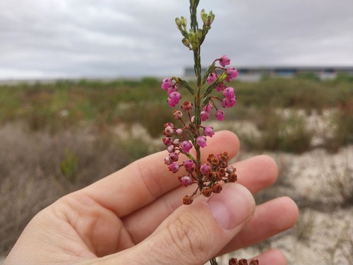 Erica ferrea (Erica ferrea)