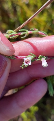 Erica fontana (Erica fontana)