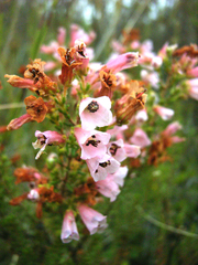Humansdorp glandulous heath (Erica glandulosa)